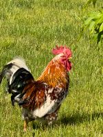 Hahn Blumenhuhn Hahn Sachsen-Anhalt - Halberstadt Vorschau