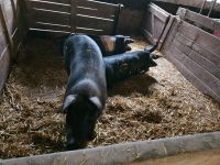 Schweine zu verkaufen Schlachtreif. Schleswig-Holstein - Holtsee Vorschau