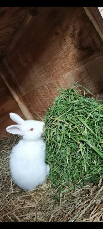 Deutsche Riesen Zibbe in Quedlinburg