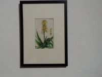 Orig.(1828,Wilhelm) Kupferstich strauchförmige Aloe Arzneipflanze Bayern - Langquaid Vorschau