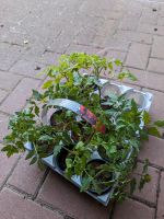 Schöne große Tomaten Pflanzen Stecklinge 9 stk Niedersachsen - Zetel Vorschau