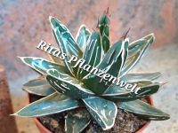 Agave Victoria Regine Jahrhundertpflanze Südfenster Zimmerpflanze Bayern - Stephanskirchen Vorschau