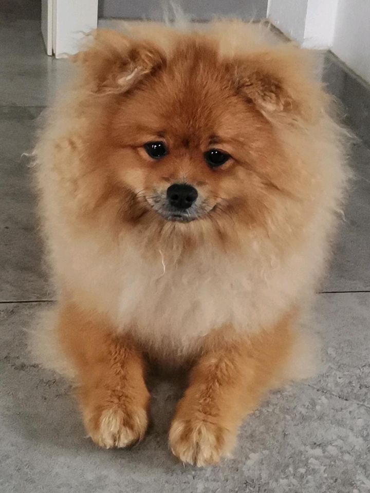 Wunderschöne Pomeranian Zwergspitze mit Stammbaum. in Berge