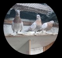Usbekische Tauben Nordrhein-Westfalen - Kempen Vorschau