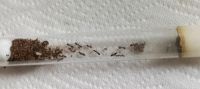Ameisen raptiformica sanguinea Nordrhein-Westfalen - Goch Vorschau