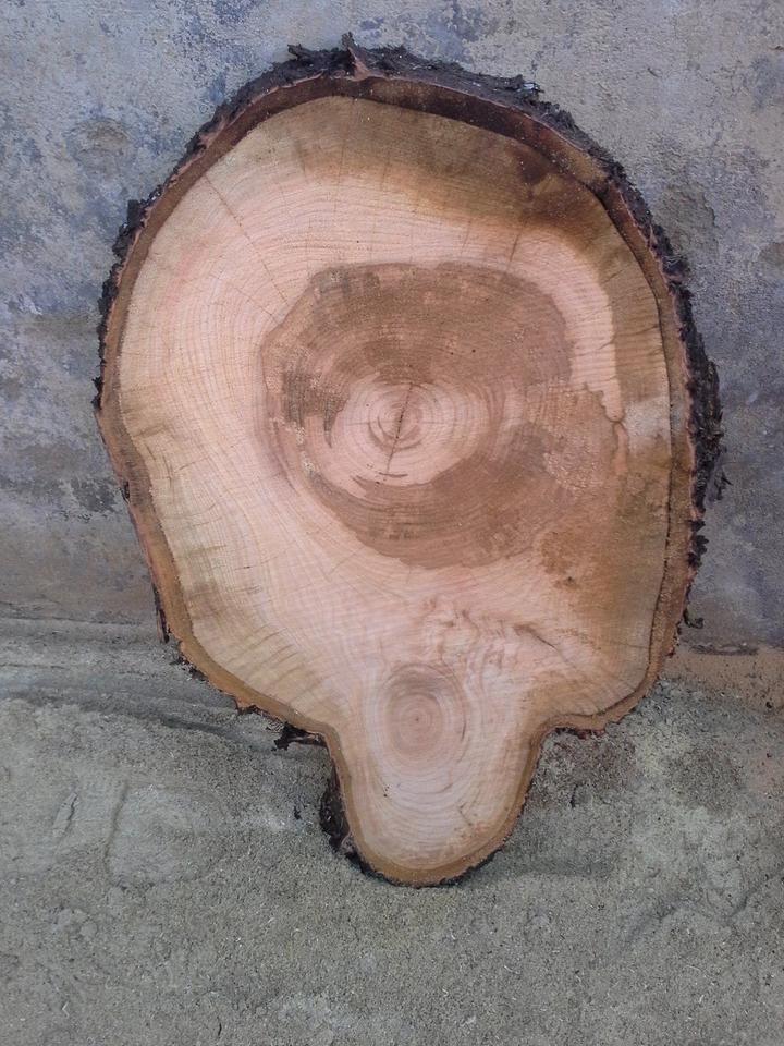 Baumscheiben, Holzscheiben sägerau oder gehobelt mit Waldkante in Usingen