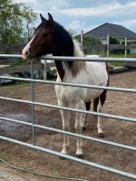 2 Jähriges Reitpony in Sonderlackierung Brandenburg - Mittenwalde Vorschau