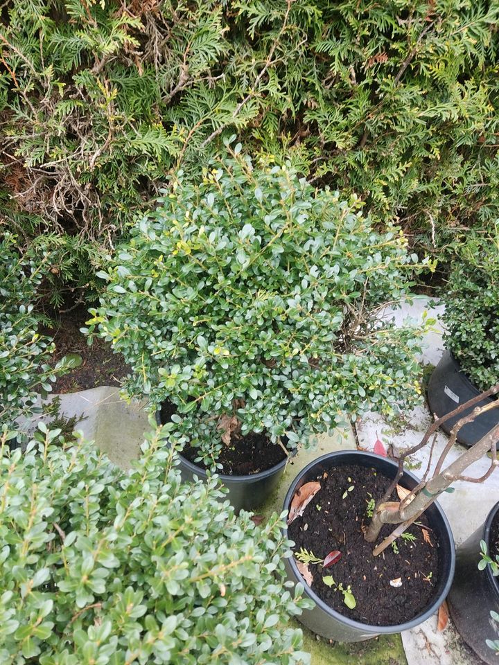 5 Ilex Kugel ca 45 cm in Neuenkirchen - Merzen