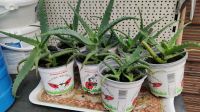 Aloe Vera Pflanzen Niedersachsen - Bersenbrück Vorschau