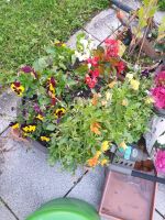 Bepflanzte Blumenschale bienenfreundlich Hessen - Oberursel (Taunus) Vorschau