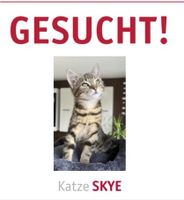 Katze gesucht in Grossenlupnitz Hötzelsroda Eisenach Beuernfeld Thüringen - Eisenach Vorschau