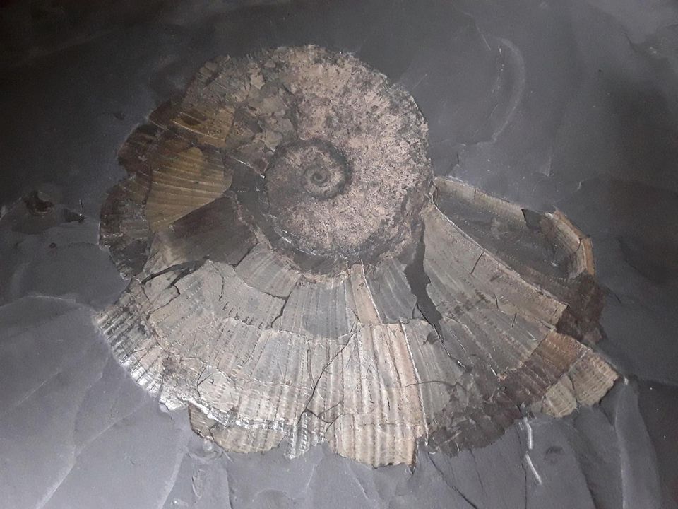 Große Schieferplatte mit Fossil, Wandbehang, Bild, Deko in Detmold