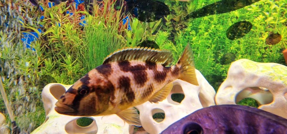 Giraffenbuntbarsch  Nimbochromis  Livingstonii XXL Zuchtgruppe in Sattelmühle