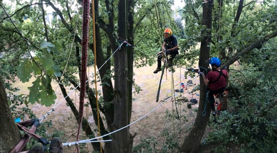 Baumpflege/Baumfällung/Baumschnitt/Obstbaumschnitt/Baumkontrolle in Friedland