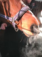 Pferdeanhänger zur Inhalation Allergien, Hautkrankheiten, Atemweg Niedersachsen - Ahausen Vorschau