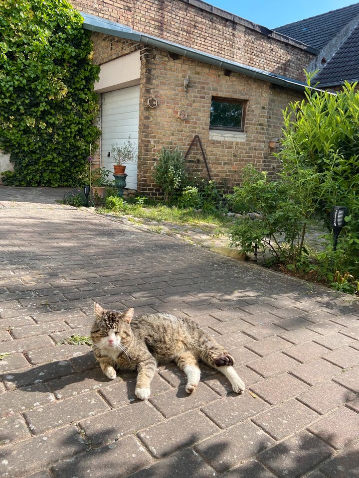 VERMISST !!! Entlaufen !!! Kater Katze Dickimann in Lindow