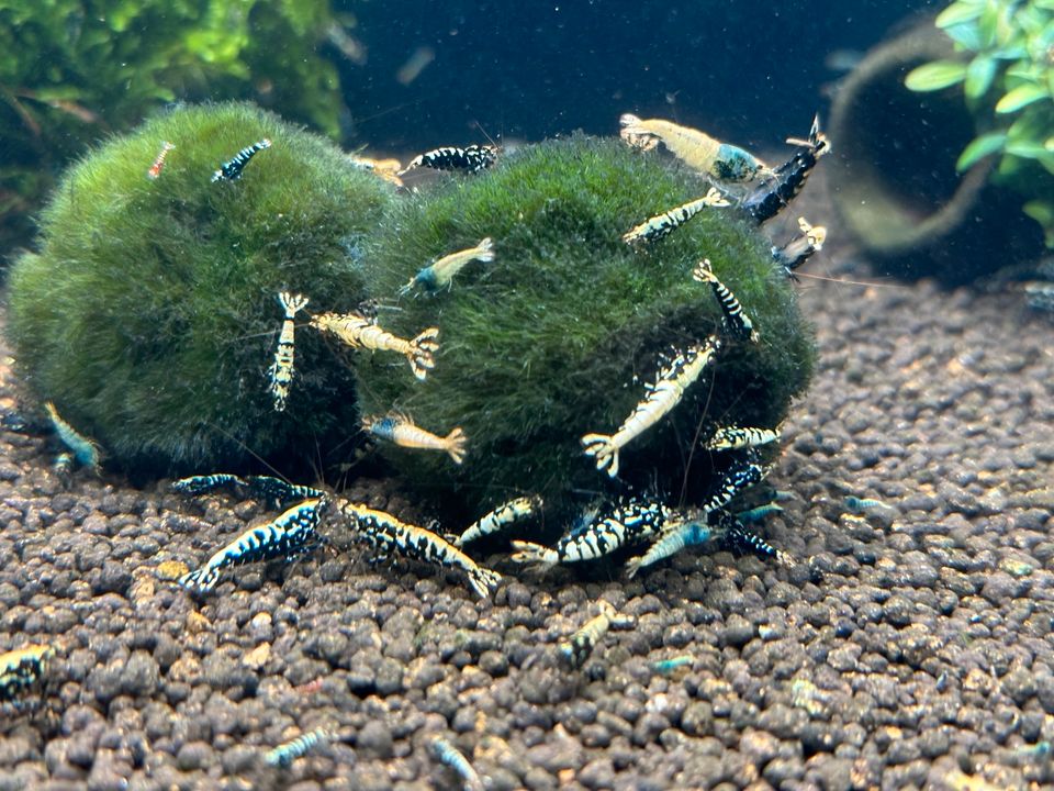 ❗️Caridina Garnele Galaxy Fishbone / Blue Bolt / Pinto aus Boa❗️ in Merzenich