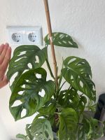 Kopfsteckling Monstera Adansonii Hamburg-Mitte - Hamburg Billstedt   Vorschau