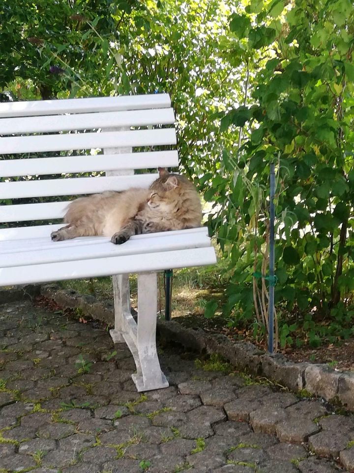 Katze vermisst! Kater Tom-Moritz gesucht! in Görwihl