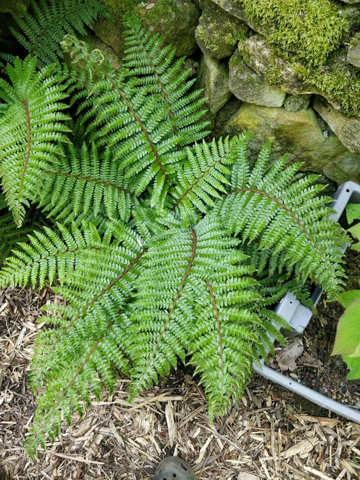 Japanischer glänzender Schildfarm Polystichum polyblepharum in Osnabrück