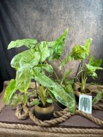 Der Philodendron Paraiso Verde # No Alocasia Dresden - Pieschen Vorschau