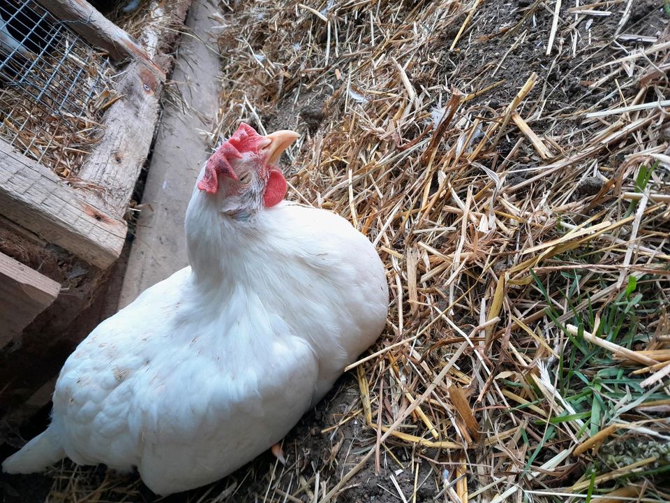 Junghennen / junge Hühner mit kleinen "Behinderungen" in Langenau
