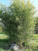 Bambus Immergrün Sichtschutz winterhart Garten Hecke Ludwigslust - Landkreis - Malliß Vorschau