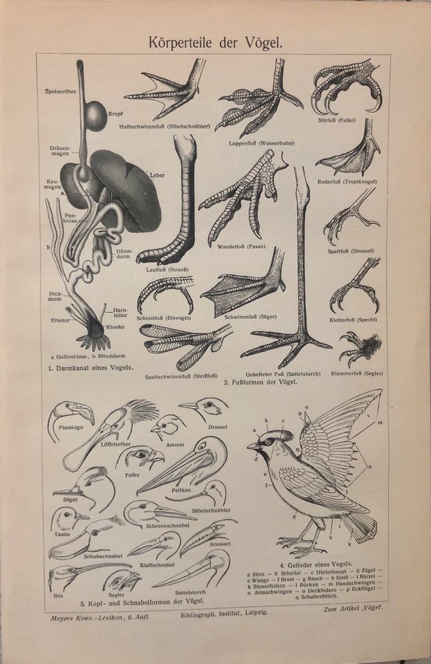 Vintage Abbildungen Poster Drucke Bilder von 1880-1900 in Leipzig