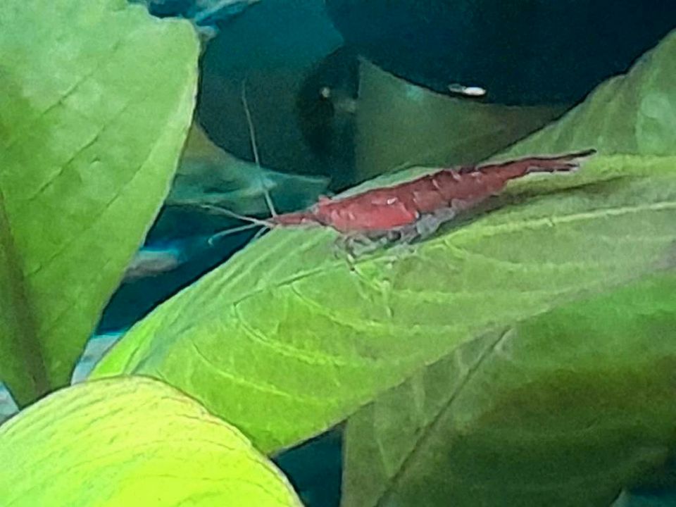 Aquarium, Garnelen, Fische,Neocaridina in Greußen