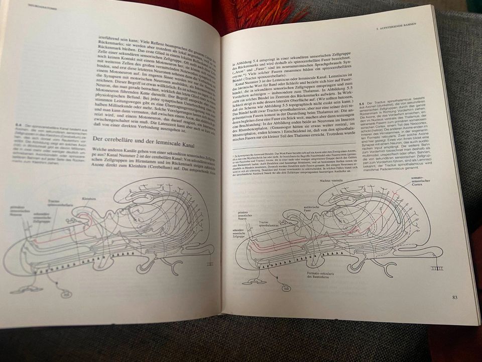 Buch: Neuroanatomie - eine Einführung (Spektrum der Wissenschaft) in Berlin