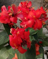 Canna Blüten groß,3 Farben gemischt,10 Stck.Samen,Pflanzen,Garten Niedersachsen - Göttingen Vorschau