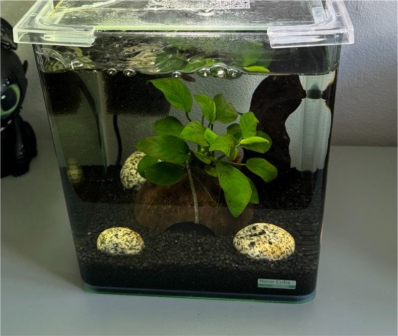 Dennerle Nano Cube Aquarium 10l mit Zubehör in Mandelbachtal