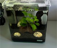 Dennerle Nano Cube Aquarium 10l mit Zubehör Saarland - Mandelbachtal Vorschau