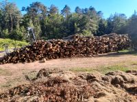 Buche Stammholz Brennholz Rheinland-Pfalz - Dahn Vorschau