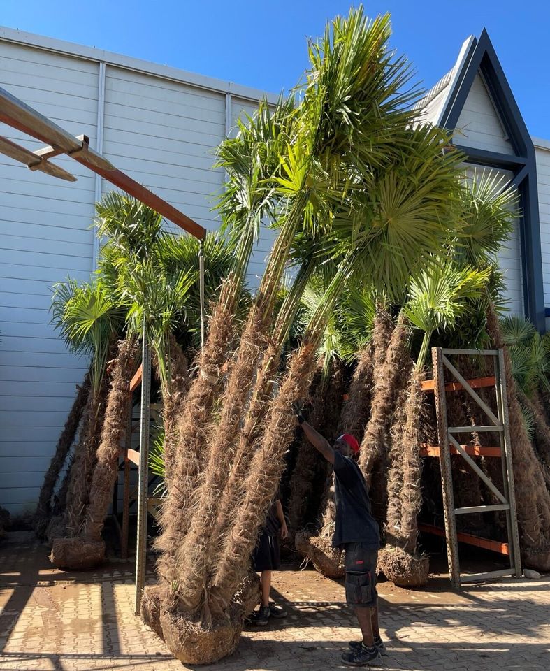 Trachycarpus Fortunei bis ca. 3,5 Meter Stammhöhe nur 349€ in Ettenheim