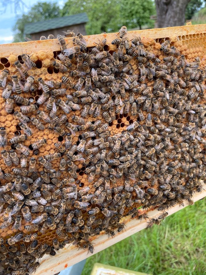 DNM Wirtschaftsvolk Bienenvolk Bienen in Selm