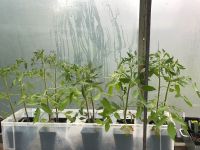 Verschiedene Tomaten Pflanzen Niedersachsen - Apen Vorschau