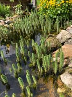 Wasser- Teich- Schwimmpflanzen Niedersachsen - Rosengarten Vorschau