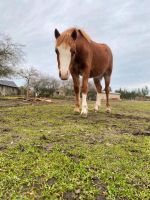 Welsh B Stutfohlen, Pony, Welsh Pony Brandenburg - Doberlug-Kirchhain Vorschau