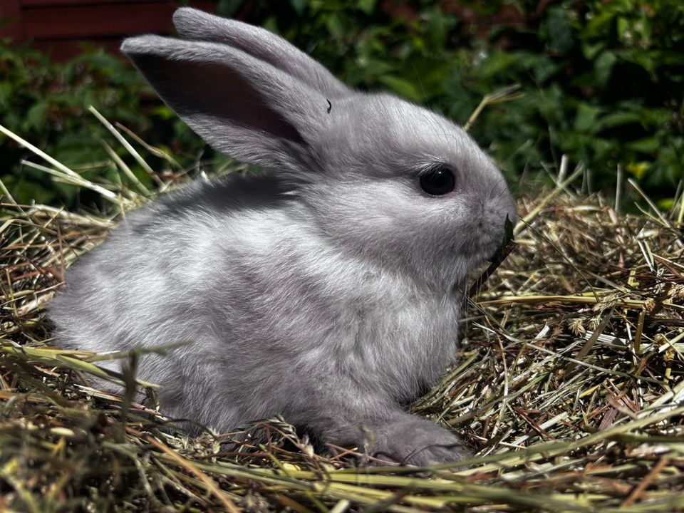 Mini Lop,❤️,Zwergwidder,3-farbig,blaue Augen,Hasen,Kaninchen, in Quedlinburg