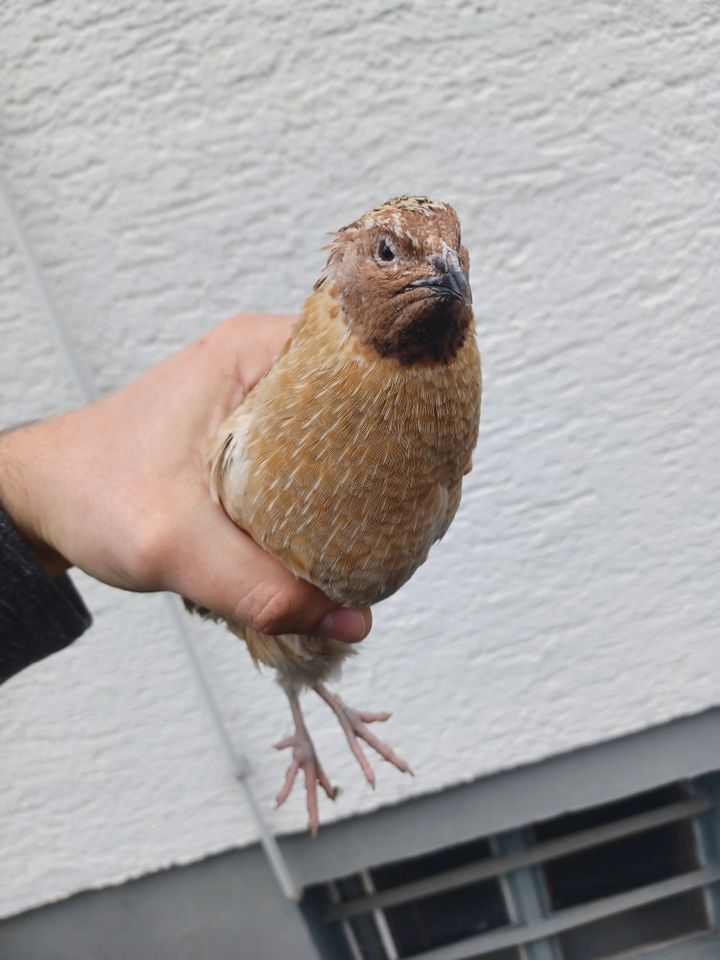 Goldsprenkel Wachtelhahn in Renningen