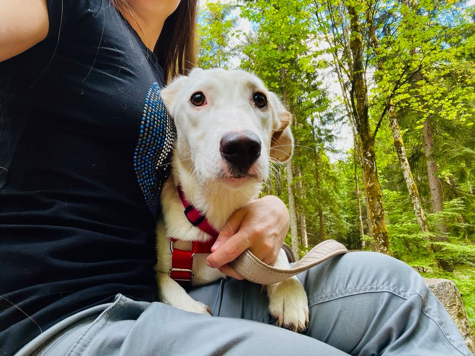 Bezaubernde kleine Elly - Familienhund in Schliersee