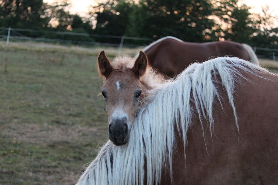 Haflinger Hengstjährling in Ortenberg