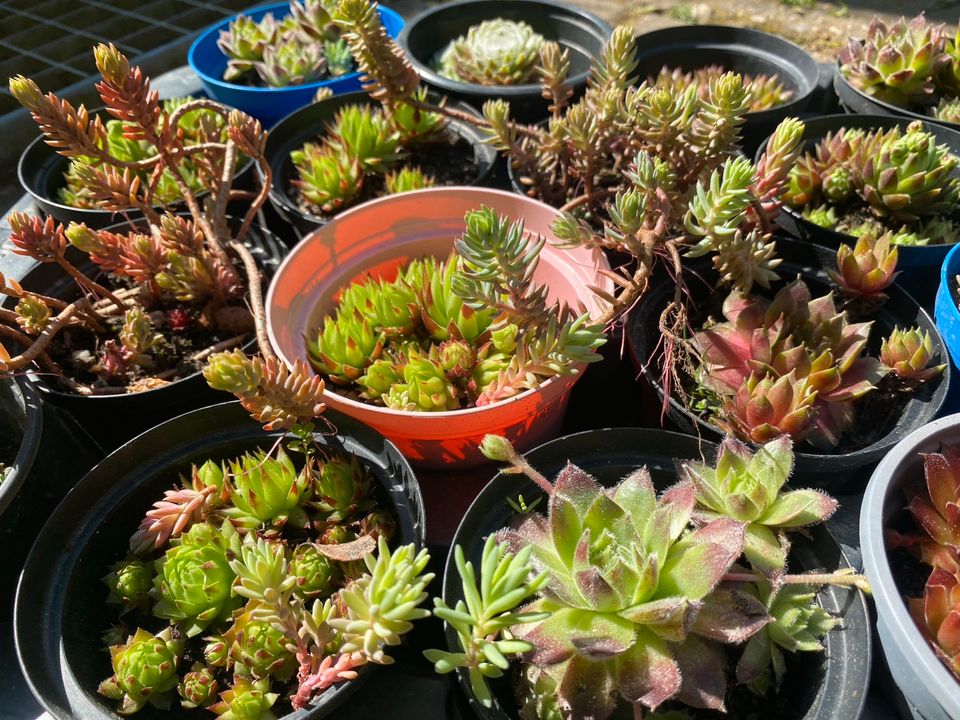 Hauswurz Dachwurz Sempervivum Sedum Trockenmauer Dachbegrünung in Steina