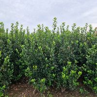 Stechpalme / Ilex Meserveae Blue Prince ab 120 bis 140 cm Wietmarschen - Lohne Vorschau