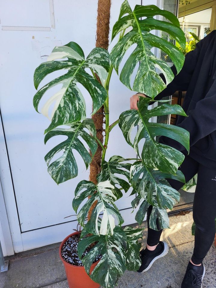 Monstera Variegata groß - whiteleafplants in Langenhagen