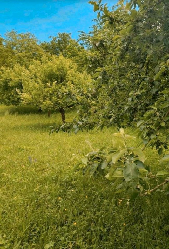 Grundstück , Freizeitgrundstück , Garten in BadenWürttemberg