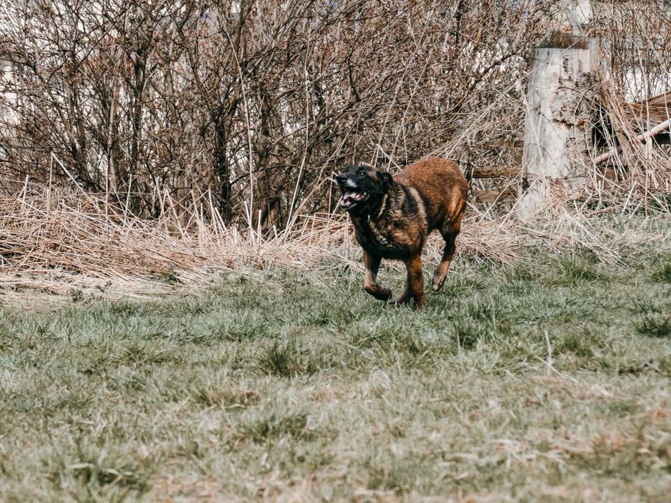 Malinoisseniorin Ika in Zwiesel