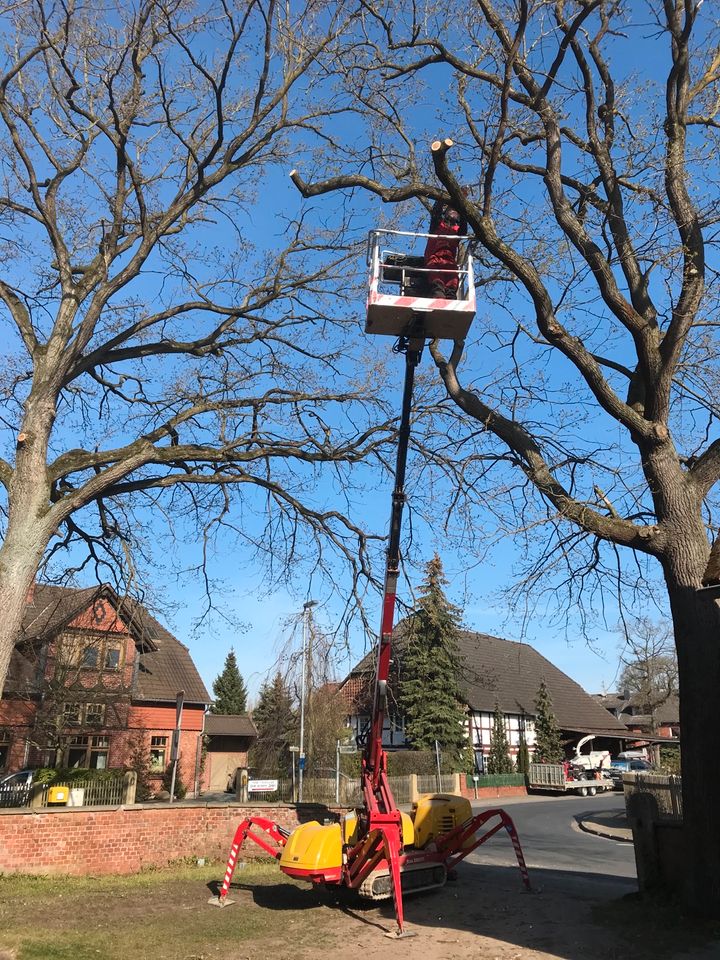 Baumfällung,Erdarbeiten, Wurzelfräsung,Rollrasen,Strauchschnitt, in Königslutter am Elm