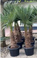 Schöne Palmen Trachycarpus Fortunei ca. 1,60-1,80 M hoch Rheinland-Pfalz - Bad Bergzabern Vorschau